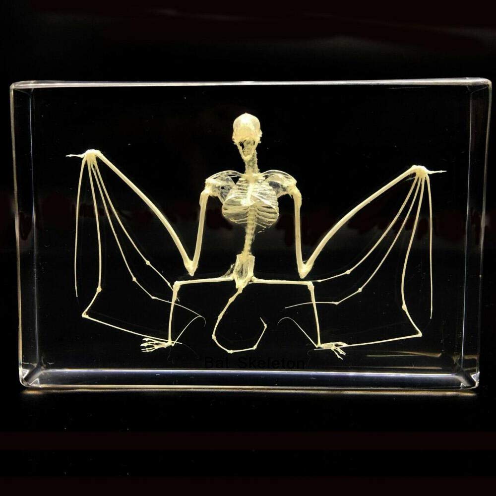 [Australia - AusPower] - Taxidermy Real Bat Skeleton Specimens Science Classroom Specimen for Science Education 