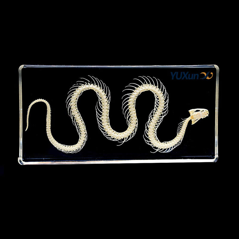[Australia - AusPower] - Real Snake Skeleton Animal Specimen in Acrylic Block Paperweights Science Classroom Specimens for Science Education 