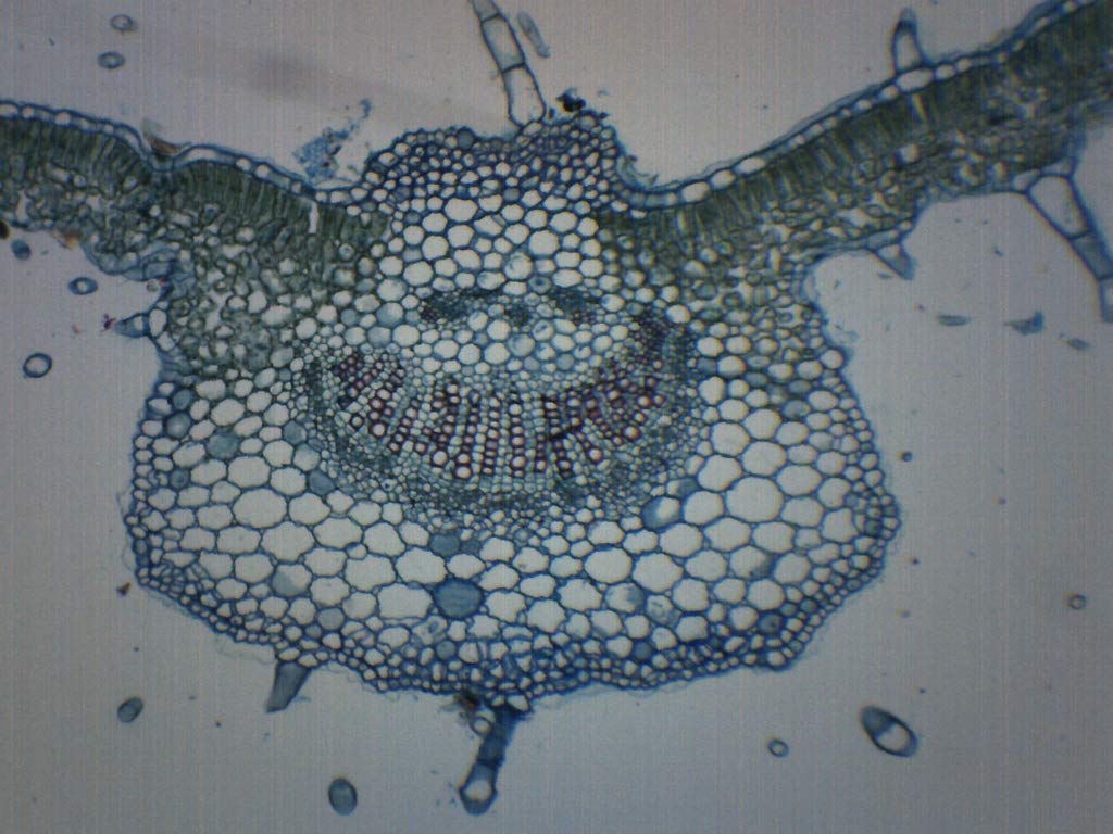 [Australia - AusPower] - 10PK Syringa Vulgaris Leaf, Cross Section - Prepared Microscope Slides - Classroom Pack, 10 Slides in Storage Case - Biology & Microscopy - Eisco Labs Pack of 10 