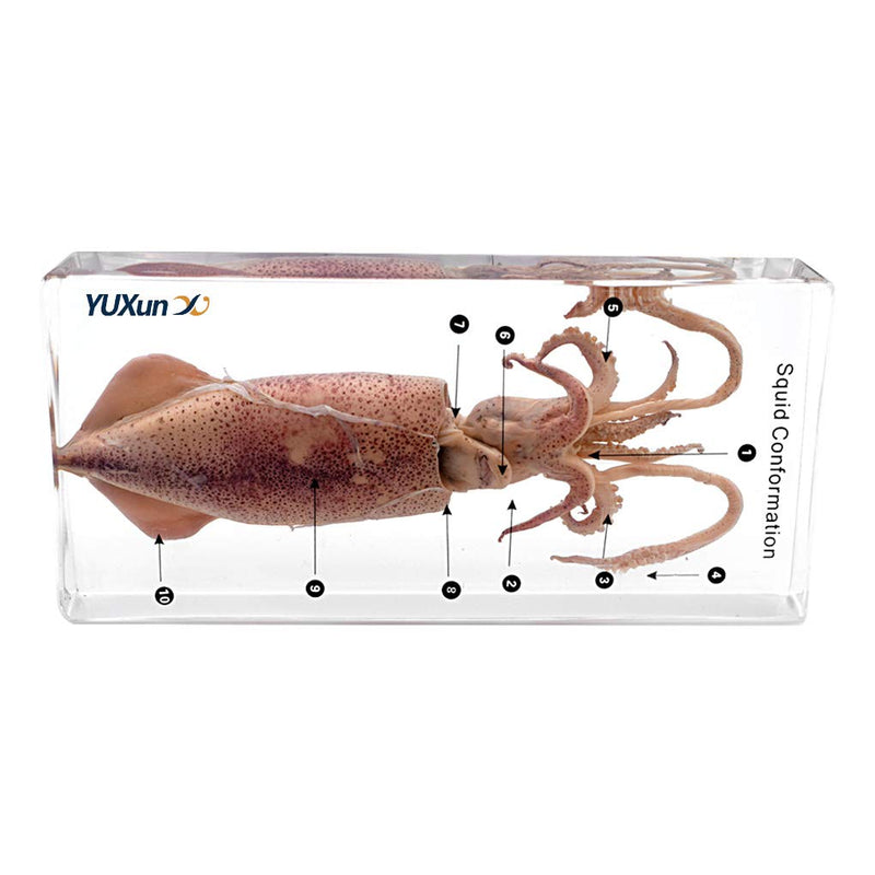 [Australia - AusPower] - Squid Cuttlefish Conformation Specimen Paperweights Science Classroom Acrylic Block Specimens Sea Life Specimen for Science Education 