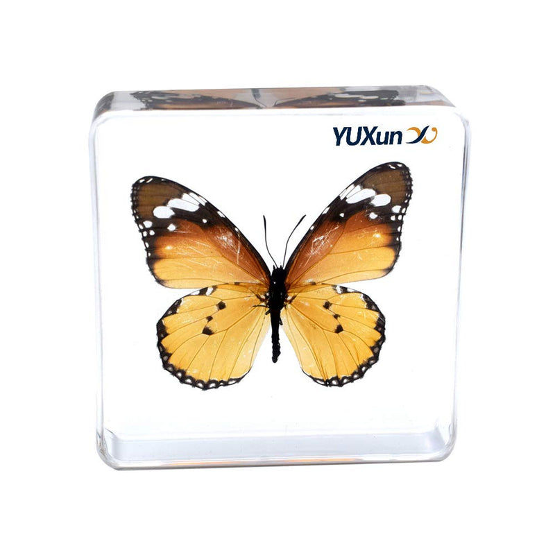 [Australia - AusPower] - Cherish XT Real Insect Butterfly Specimen Paperweight Animal Taxidermy Collection Display Sciecne Classroom Specimen for Science Education (Butterfly 2) Butterfly 2 