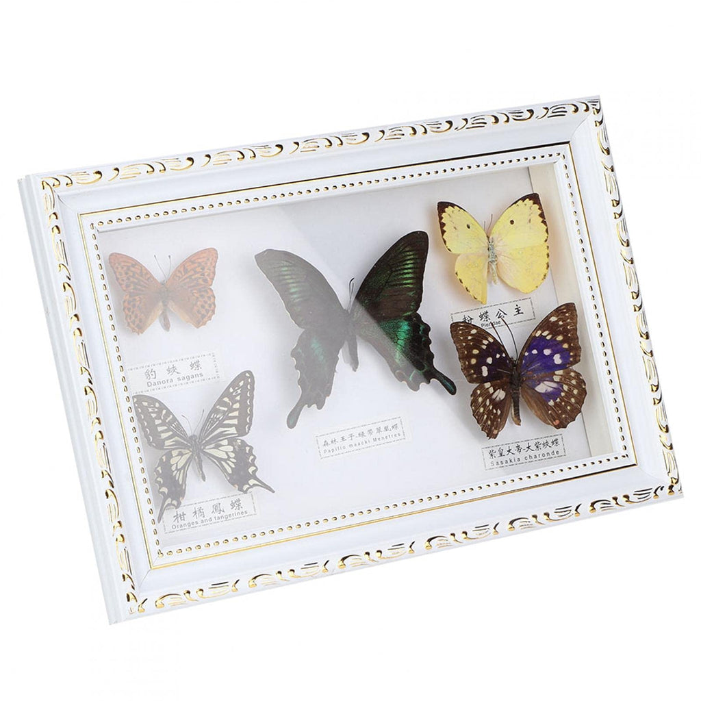 [Australia - AusPower] - Real Framed Butterfly, Butterfly Specimen Display With Black and White Frame Taxidermy Home Ornament Decor-5 Vivid and Unique Species Collection for Holiday and Birthday Craft Gift(White Frame) 