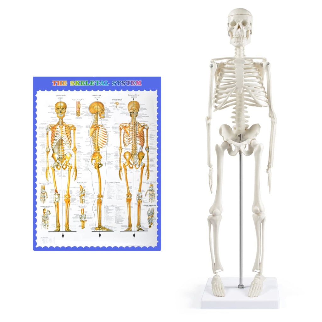[Australia - AusPower] - breesky Human Skeleton Model for Anatomy,17Mini Human Skeleton Model with Movable Arms and Legs,Scientific Model for Study Basic Details of Human Skeletal System 17 Human Skeleton Model 