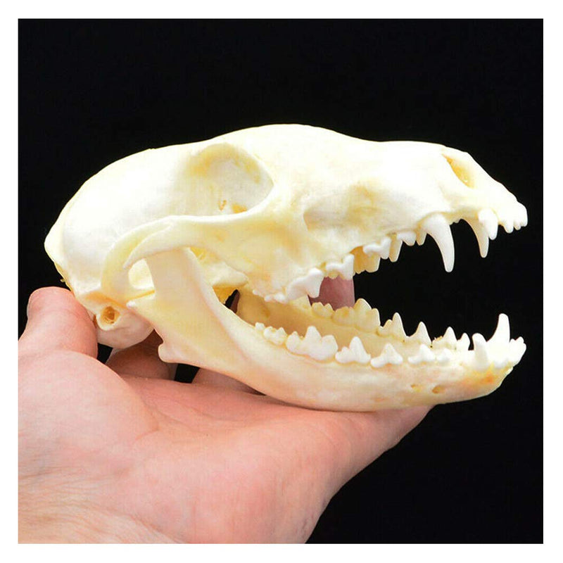[Australia - AusPower] - Wixine 1Pcs Real Red Fox Bones Skull Fox Head Skeleton Natural Teeth Bone Specimen Model 