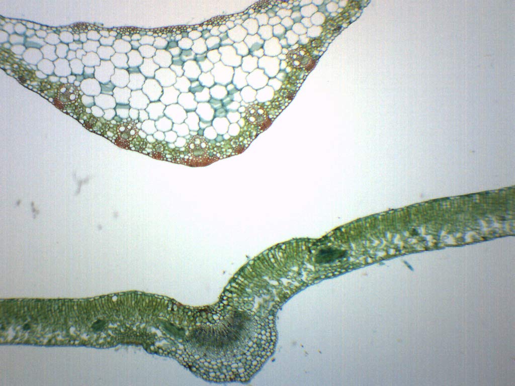 [Australia - AusPower] - Leaves Composite - Cross Section - Prepared Microscope Slide - 75 x 25mm - Biology & Microscopy - Eisco Labs Single Slide 