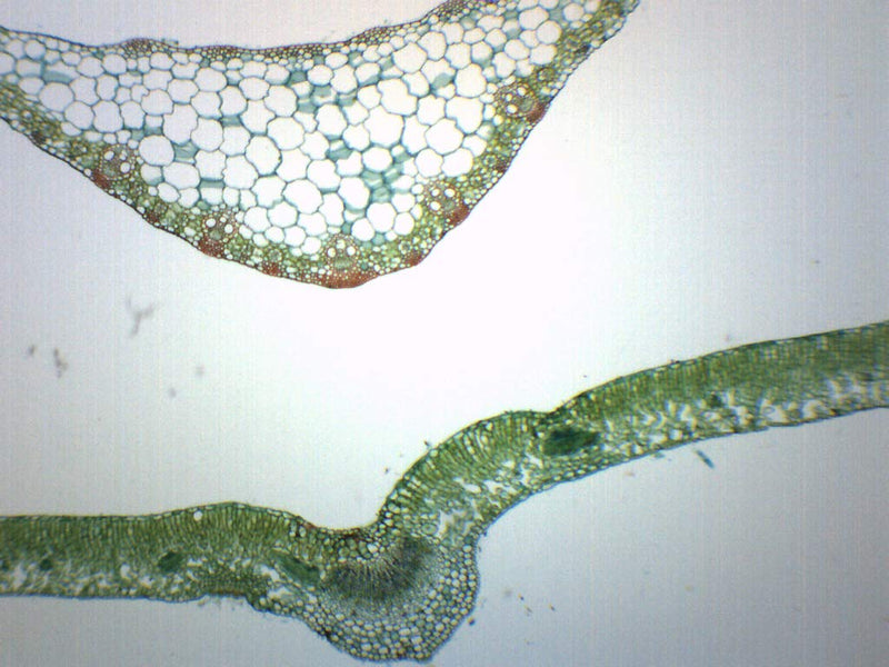 [Australia - AusPower] - Leaves Composite - Cross Section - Prepared Microscope Slide - 75 x 25mm - Biology & Microscopy - Eisco Labs Single Slide 