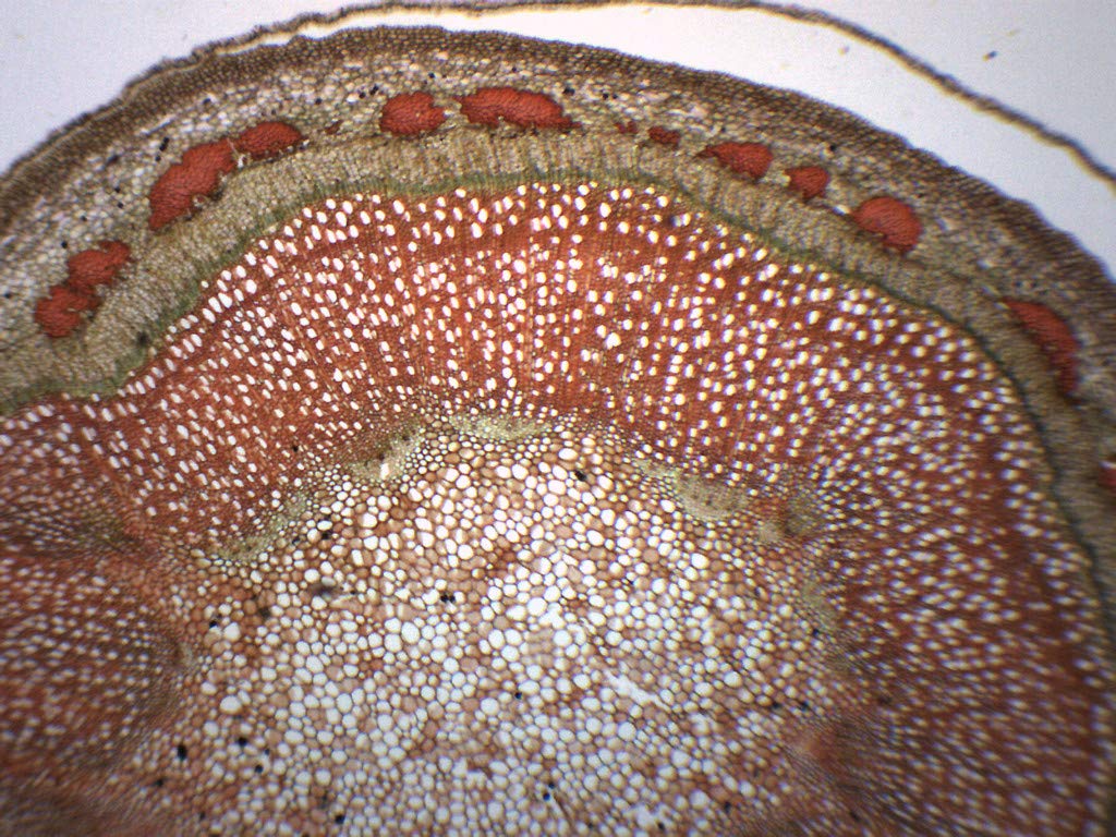 [Australia - AusPower] - Apple Tree Stem - Cross Section - Prepared Microscope Slide - 75 x 25mm - Biology & Microscopy - Eisco Labs Single Slide 