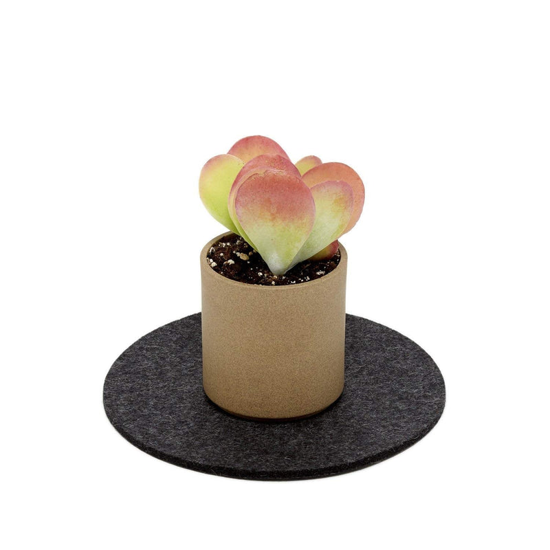 [Australia - AusPower] - Graf Lantz Trivet - Heat Protective 100% Merino Wool Felt - Great for Skillets & Sizzling Dishes (8 inch, Charcoal) 8 inch 