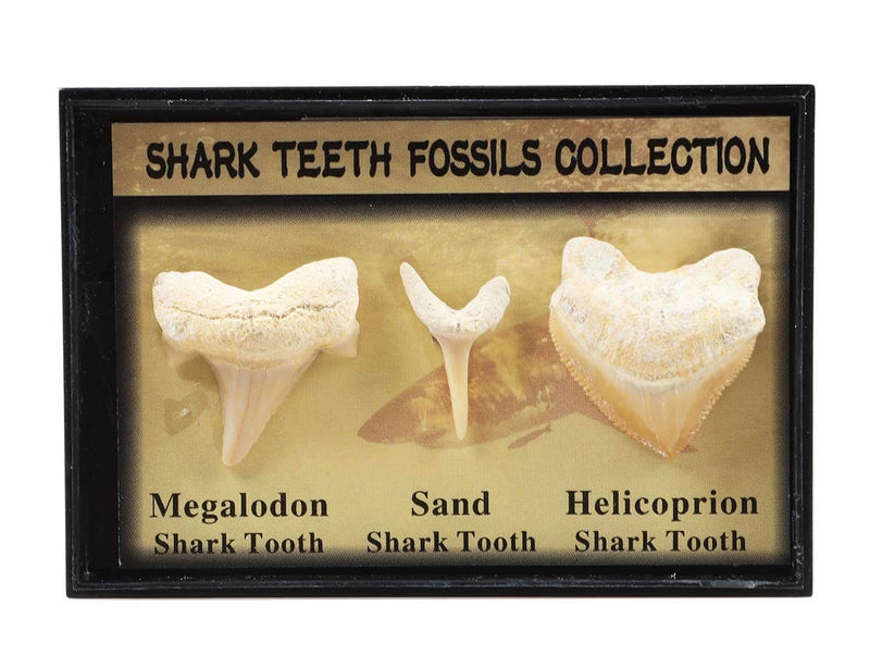 [Australia - AusPower] - Set of 3 Authentic Prehistoric Real Shark Teeth Fossil with Card,Megalodon Shark Tooth,Sand Shark Tooth&Helicoprion Shark Tooth Kit for Collection and Education 