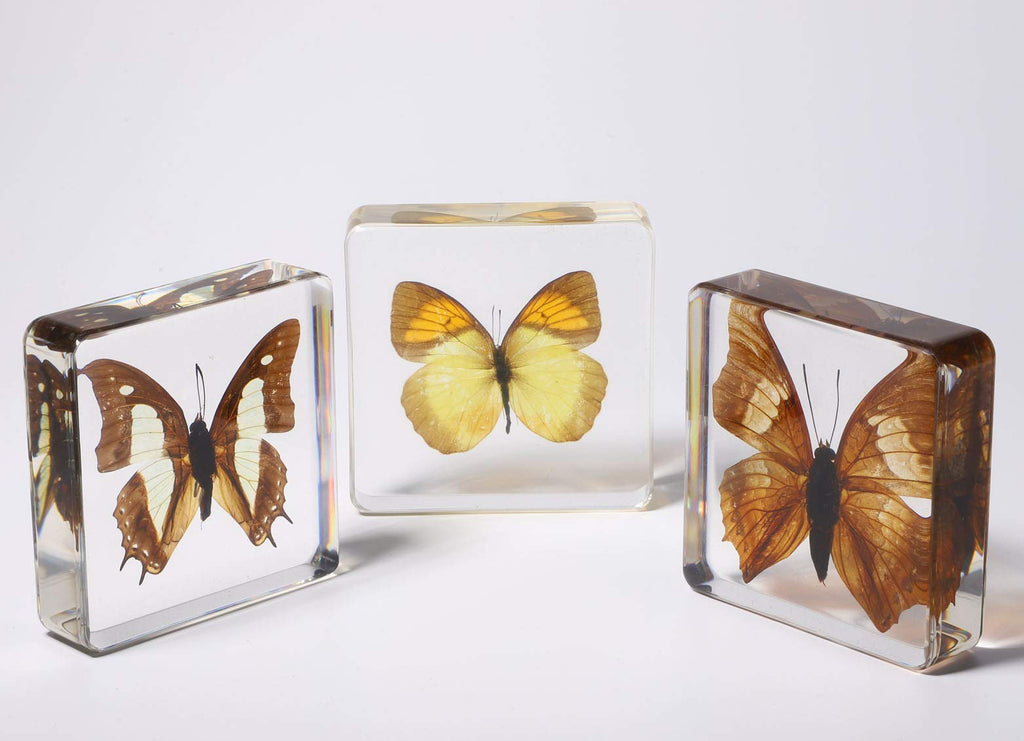 [Australia - AusPower] - Real Large Butterfly Specimen Specimens Paperweight Collection Display(3x3x0.8''）for Office or Education (Style 4) Style 4 