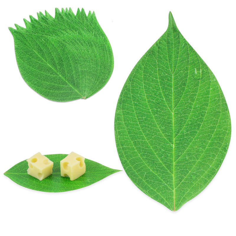 [Australia - AusPower] - [25 Pack] Leaf Cheese Paper for Charcuterie Boards - 7 x 4” - Cheeseboard Accessories, Disposable Grease Resistant Decorative Parchment Sheets in Serving Tray, Crackers, Fruits, Sushi Meat Platter 25 7 x 4" 