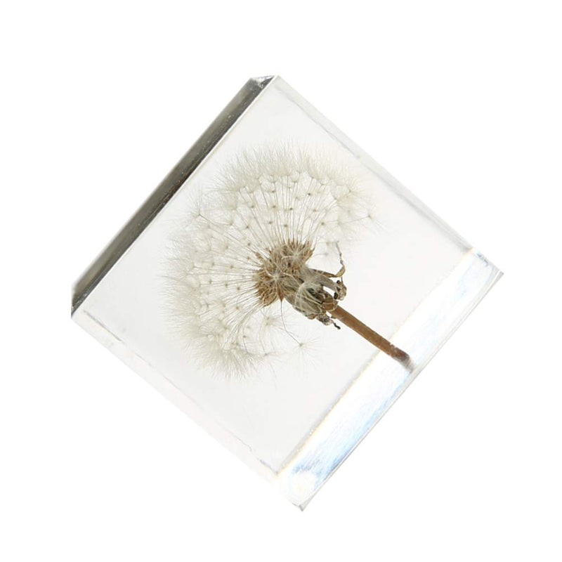 [Australia - AusPower] - ARTIBETTER 3D Dandelions Paperweight Real Puff Specimen Statue in Crystal Glass Cube Desk Ornament Fengshui Decor for Graduation Birthday Gift Glass Balls 