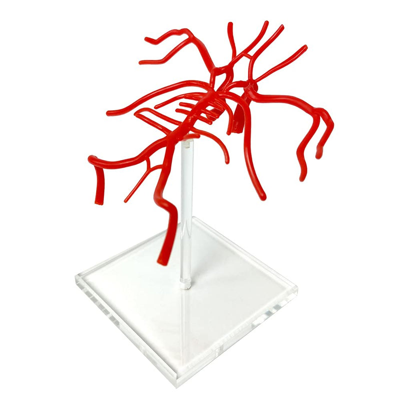 [Australia - AusPower] - Evotech Brain Artery Model, Life Size Intracranial Artery Model, Shows Internal Carotid Artery, Willis Circle and Basillary Artery & Their Branches. On a Plexiglass Base 