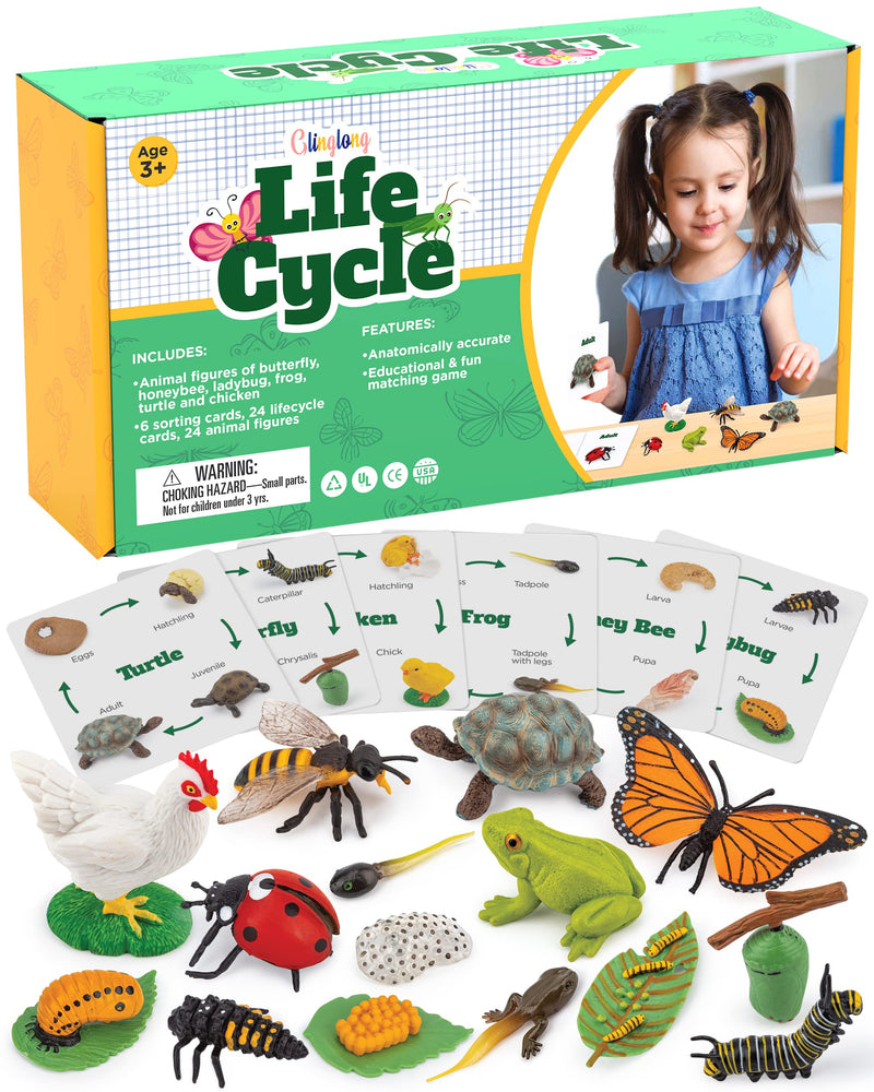 [Australia - AusPower] - GLINGLONG Life Cycle Kit Toy Montessori - Realistic Figurine Toys, Kids Figure Animal Match Set with Frog, Ladybug, & More - Includes 24-Piece Animals, Educational & Fun Matching Game for Children 3+ 
