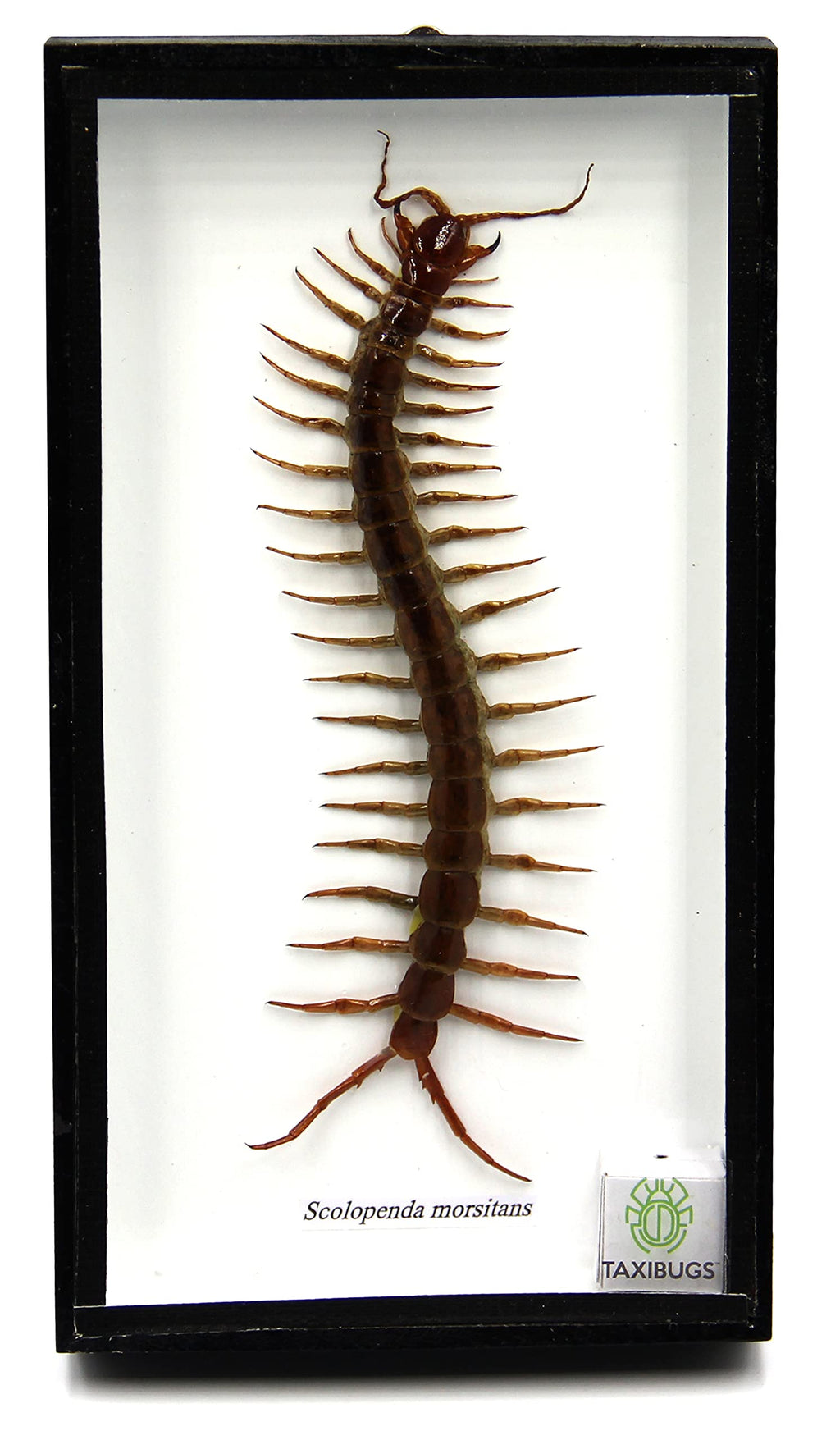 [Australia - AusPower] - TAXIBUGS Real Centipede Millipede Scolopendra MORSITANS Taxidermy Insect in 3D Wooden Frame (White Background, Black Wooden Box) White Background, Black Wooden Box 