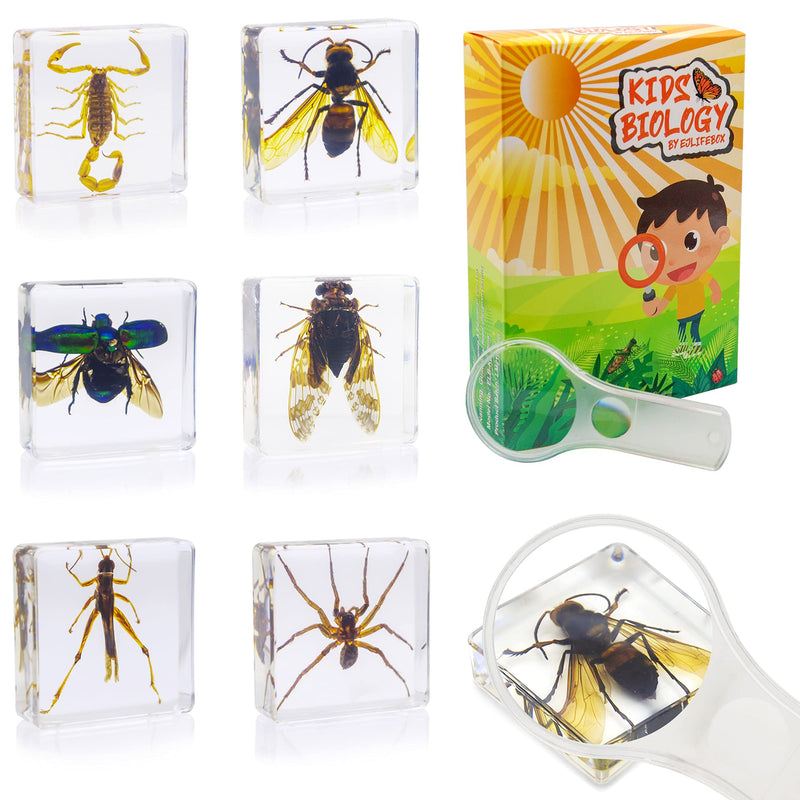 [Australia - AusPower] - 6 PCS Insect Specimen Set,Cicada,Wasp,Spider,Scorpion,Locust,Chafer Resin Collection Science Toys 