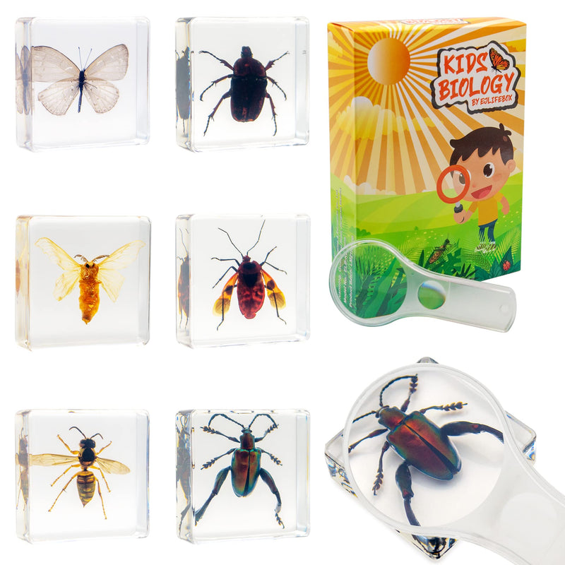 [Australia - AusPower] - EJLIFEBOX 6 PCS Resin Insect Specimen Set, Butterfly, Jewel Frog Beetle, Silk Moth, Chafer, Stinkbug, Wasp, Science Education Toy for Kids 