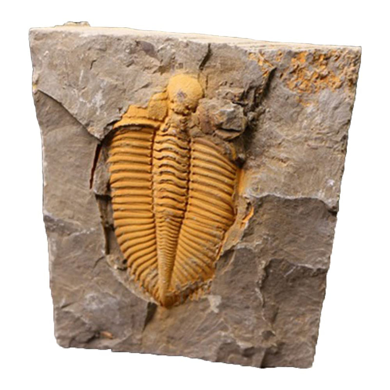 [Australia - AusPower] - Real Trilobite Fossil from Hunan of China 450 Million Years Ago for Collections and Education 