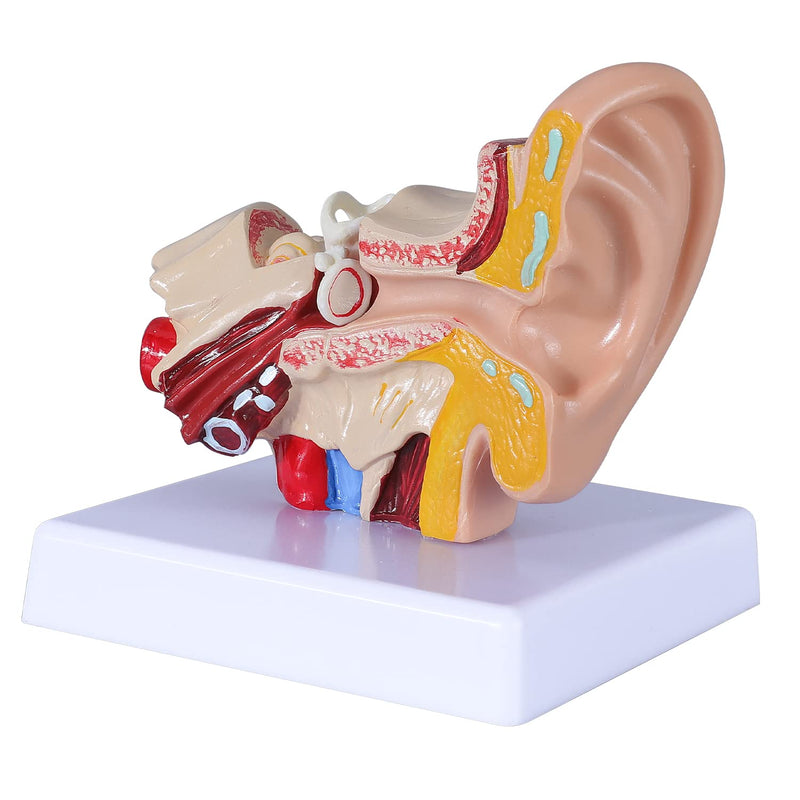 [Australia - AusPower] - 1.5 Times Human Ear Anatomy Model - Ear Joint Simulation Model Professional PVC Outer Middle Inner Ear Model with Base for Medical Demonstration 1.5 Times Human Ear Anatomy Model 