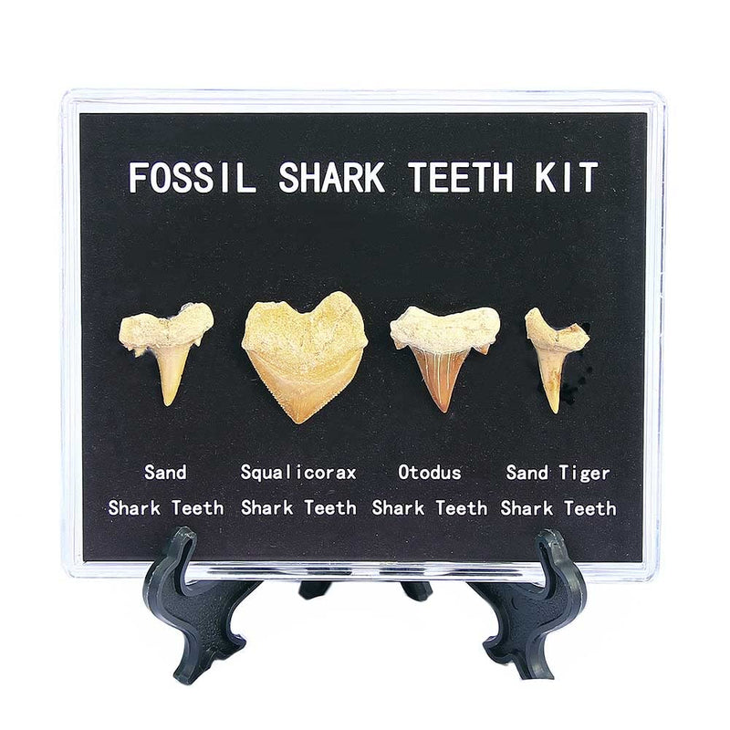[Australia - AusPower] - SUNNYHILL Shark Teeth Fossils Specimen Shark Gifts Real Prehistoric Shark Tooth Set for Education and Collection 