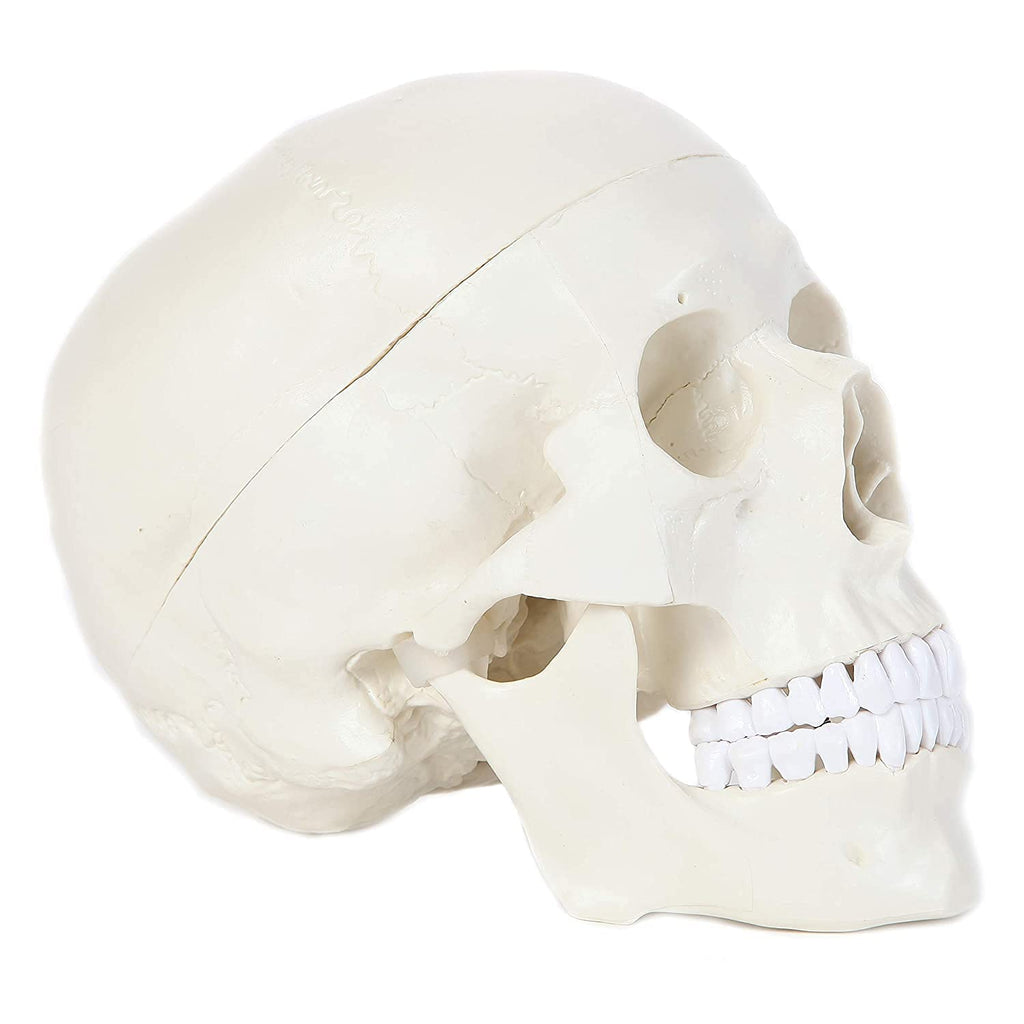 [Australia - AusPower] - Alikeke Human Skull Anatomical Model, Human Anatomy Head Skeleton Model 4.5x3.5x3.5 in, Includes Full Set of Teeth, Removable Skull Cap and Articulated Mandible 