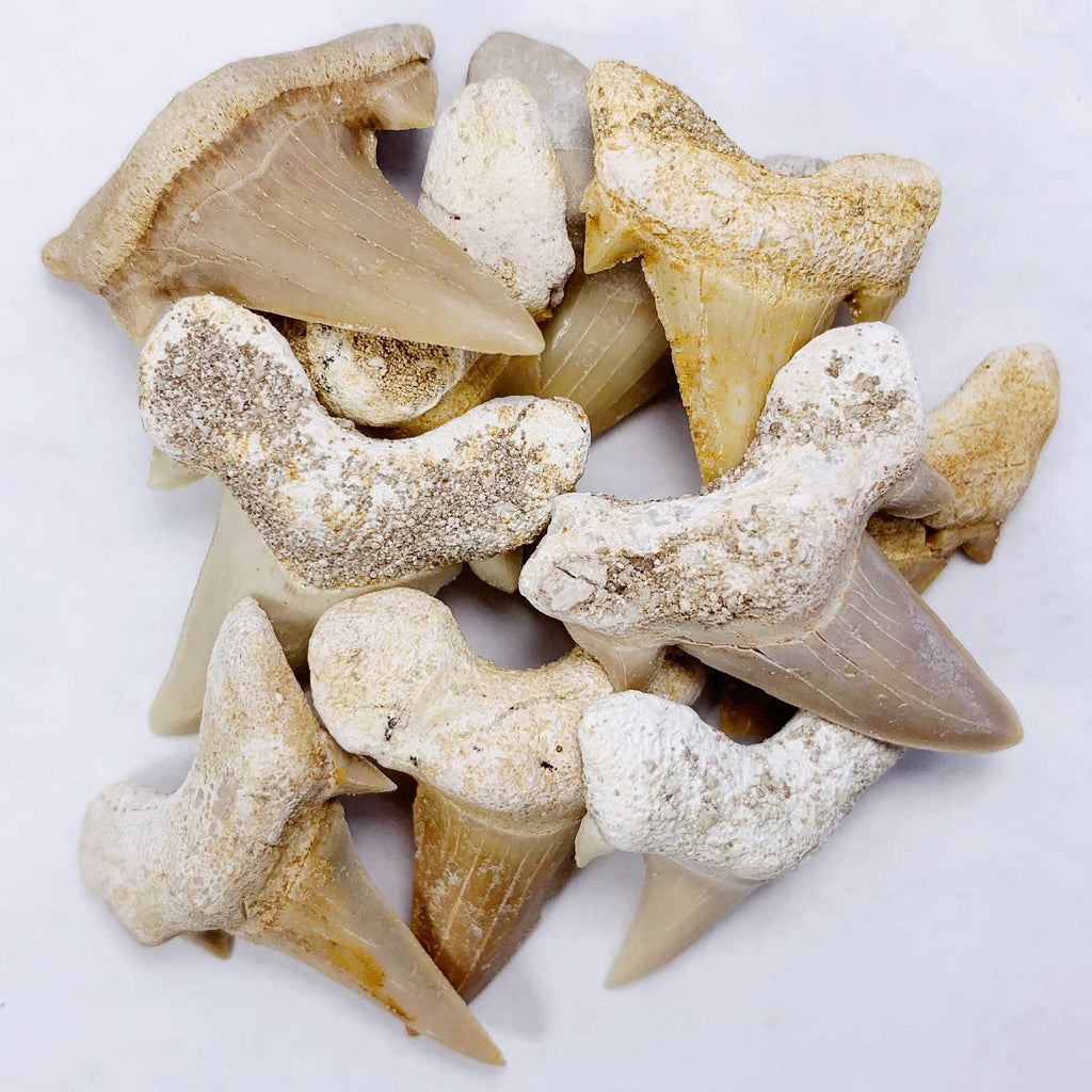 [Australia - AusPower] - 10 Medium Fossil Prehistoric Shark Teeth Collection with Information Card 