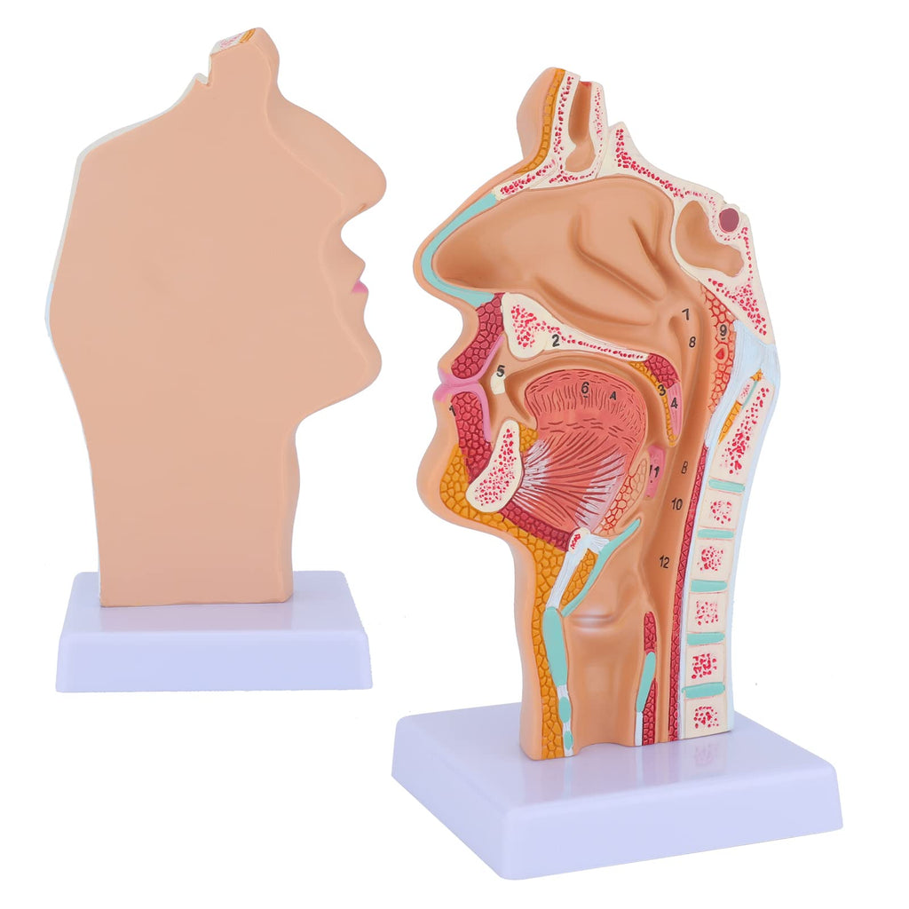 [Australia - AusPower] - ANNWAN Nasal Cavity Larynx Anatomy Model - Nose Anatomical Model Pharynx Model for Science Classroom 