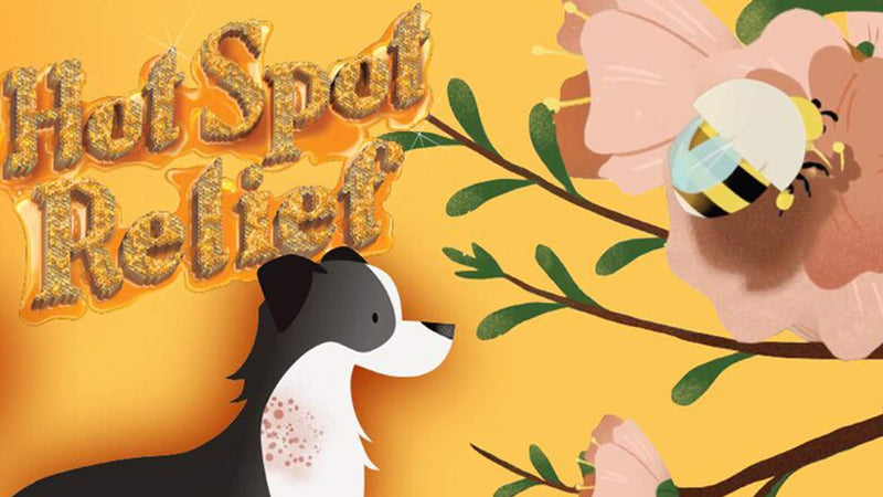 [Australia - AusPower] - Absorbine Silver Honey Hot Spot & Wound Care Spray Gel, Manuka Honey & MicroSilver BG, Medicated Skin Care & Itch Relief for Dogs, Cats, Small Animals, 8oz Bottle 
