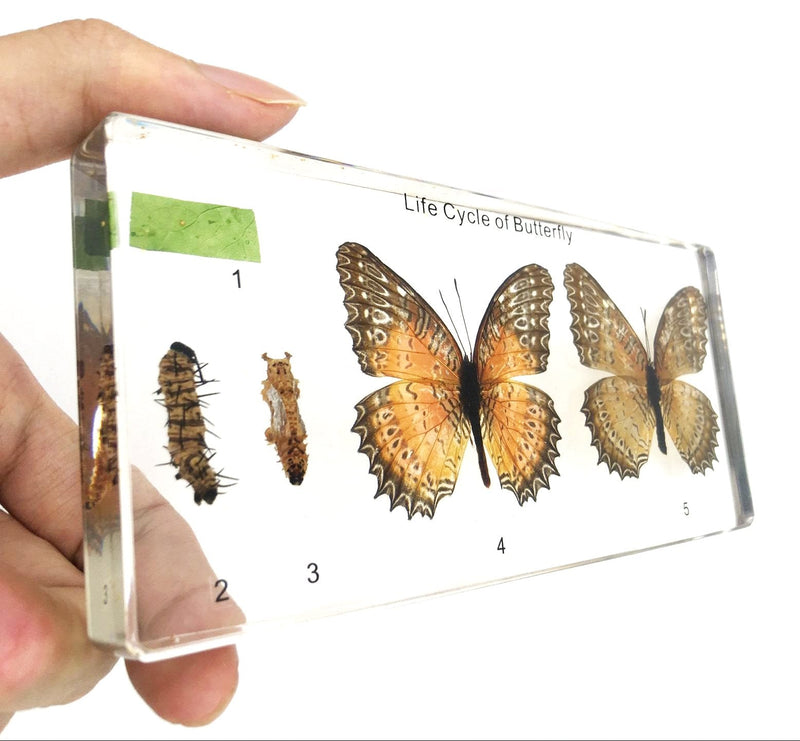 [Australia - AusPower] - Lifecycle of a Butterfly Paperweights Science Classroom Specimens for Science Education Lifecycle of a Butterfly 1 