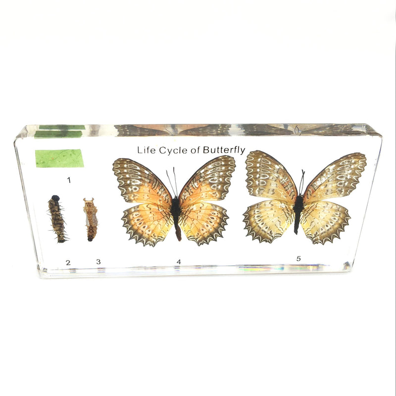 [Australia - AusPower] - Lifecycle of a Butterfly Paperweights Science Classroom Specimens for Science Education Lifecycle of a Butterfly 1 