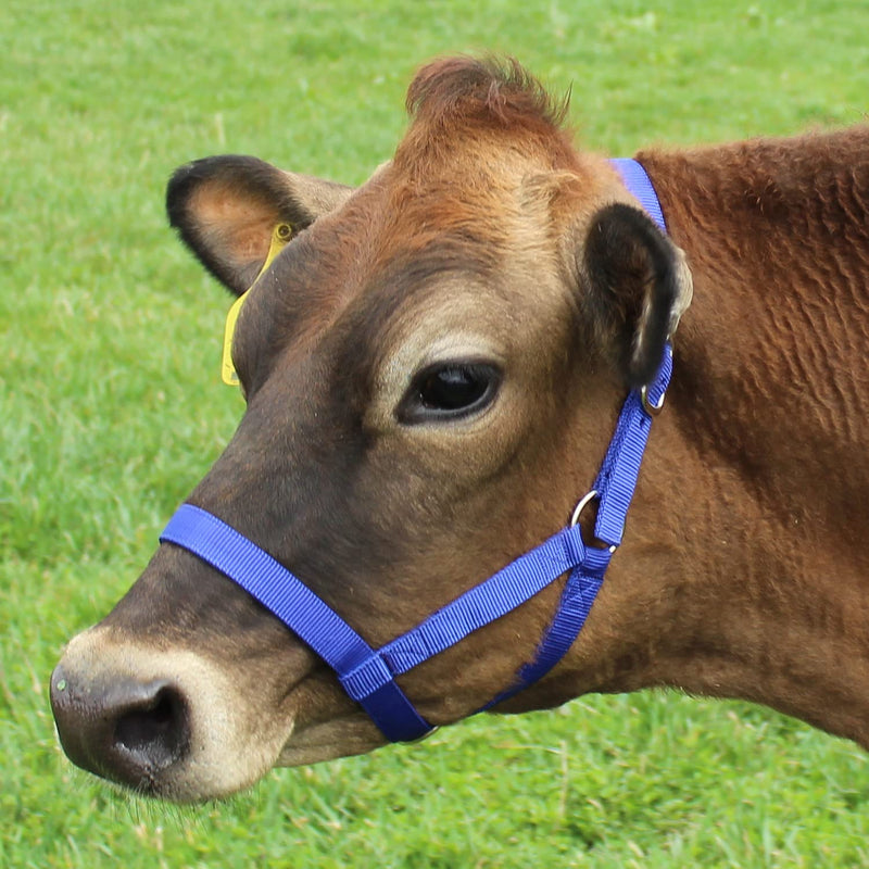 [Australia - AusPower] - Derby Originals Adjustable Nylon Livestock Cattle Halters Available Small (250-500lbs) Black 
