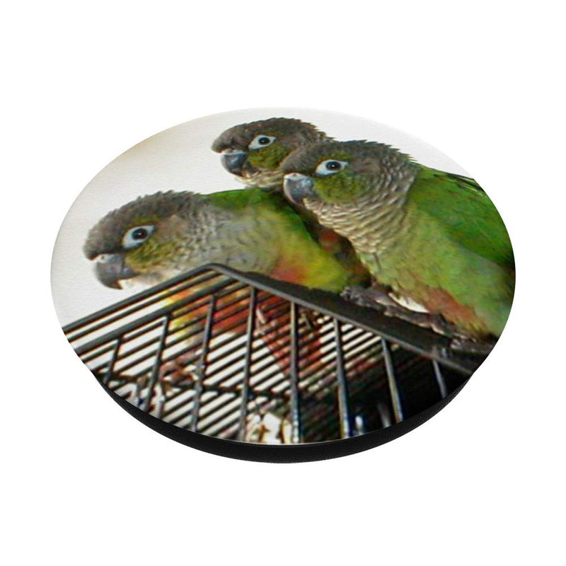 [Australia - AusPower] - Green Cheek Conure Bird Pop Socket Phone Holder Black 