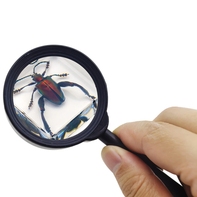 [Australia - AusPower] - EJLIFEBOX 6 PCS Resin Insect Specimen Set, Butterfly, Jewel Frog Beetle, Silk Moth, Chafer, Stinkbug, Wasp, Science Education Toy for Kids 