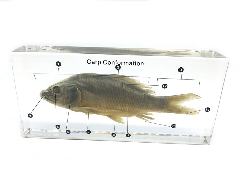 [Australia - AusPower] - Fish Carp Conformation Specimen in Acrylic Block Paperweights Science Classroom Specimens for Science Education 