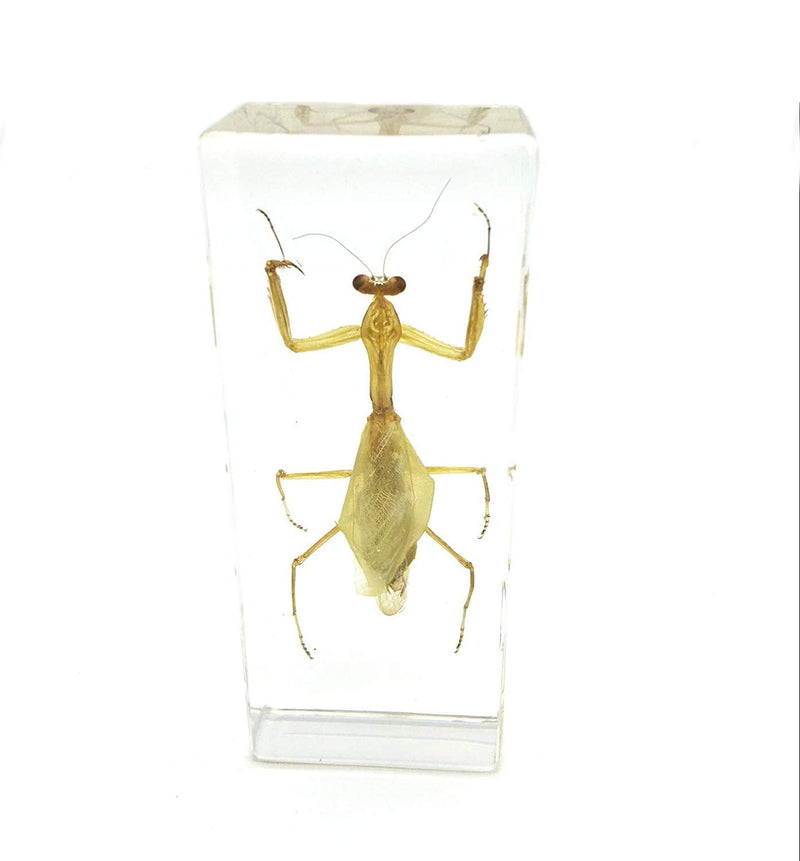 [Australia - AusPower] - Praying Mantis(Mantis)(rearhorse) Paperweight Specimen Science Education Specimens(4.4x1.6x1.1") 
