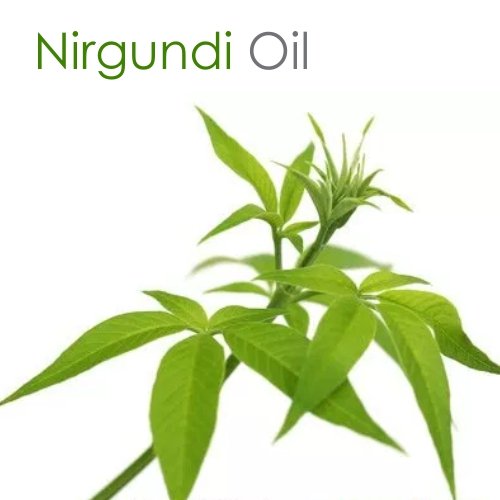 [Australia - AusPower] - Nirgundi Oil (Vitex negundo) Therapeutic Essential Oil 100% Natural & Pure Undiluted Uncut Cold Pressed Aromatherapy Premium Oil Therapeutic Grade - 30 ML with Dropper 